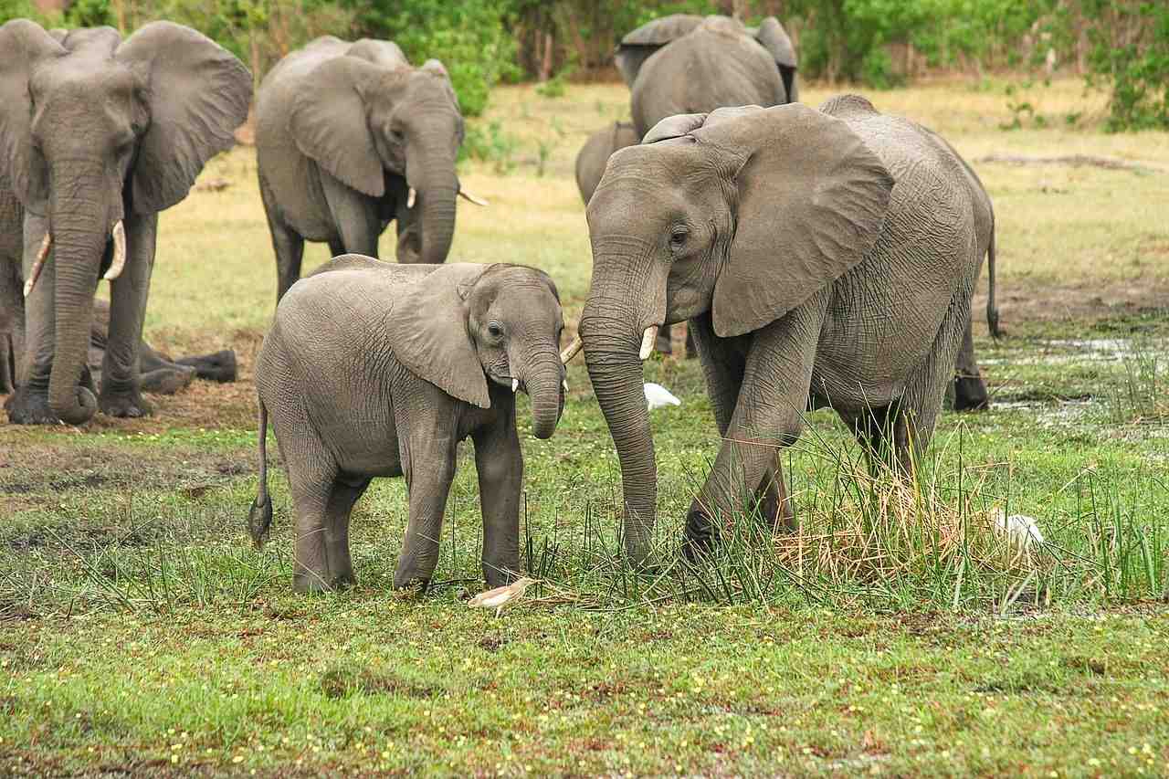 éléphant, afrique, éléphant de savane africaine