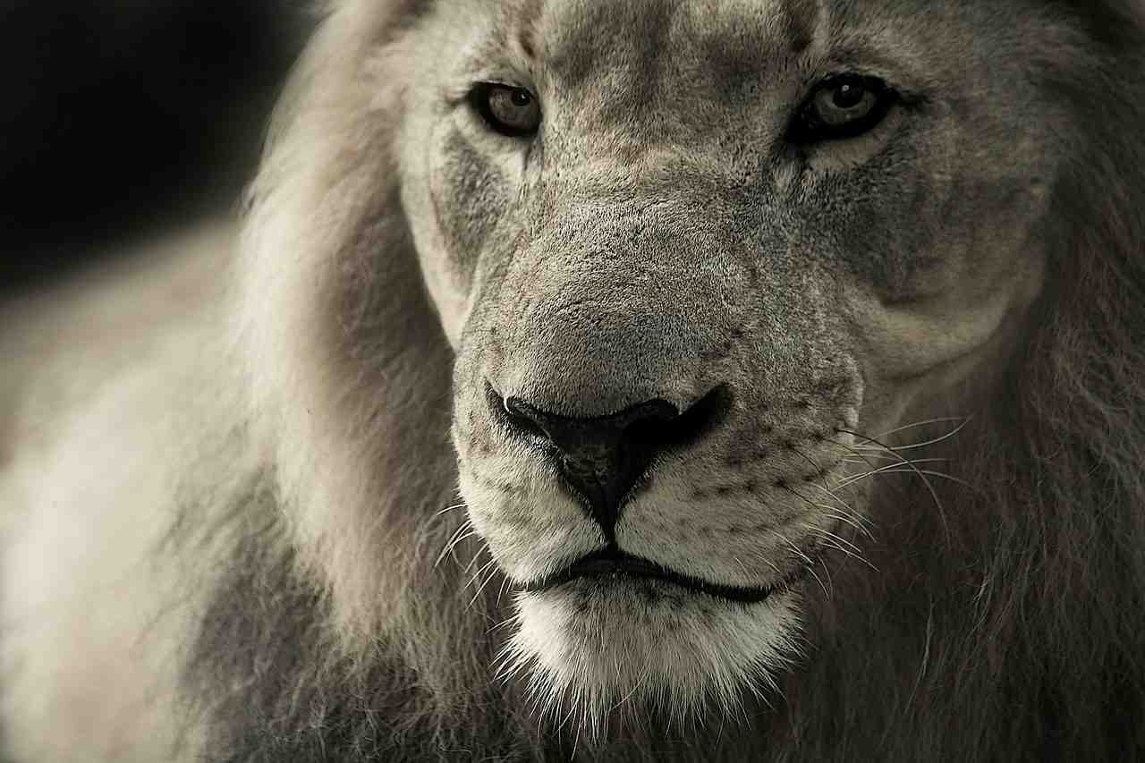 lion, animal portrait, afrique